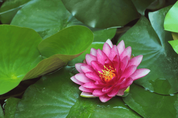 Photo d'une fleur de lotus.